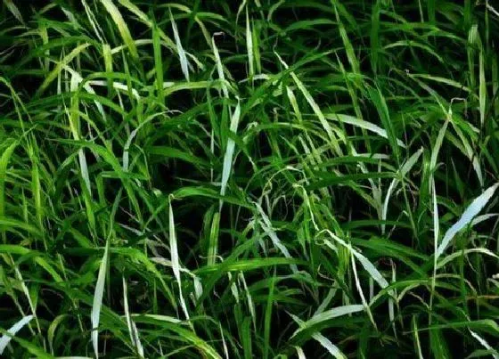 植物百科|和狼尾草很像的草