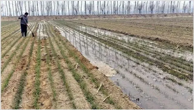 如何浇好小麦越冬水 | 耕种资料