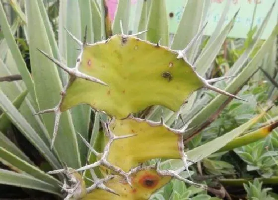 植物百科|麒麟冠开花吗 开花什么样子