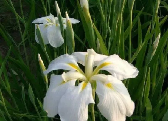 花期|紫蝉花的花期是什么时候