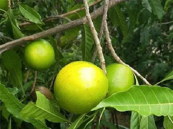 植物修剪|果树什么时候剪枝合适 几月修剪为最佳时间