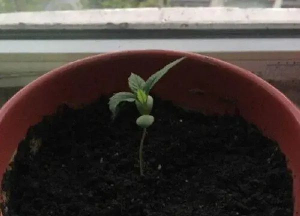 植物发芽|苹果种子几天发芽