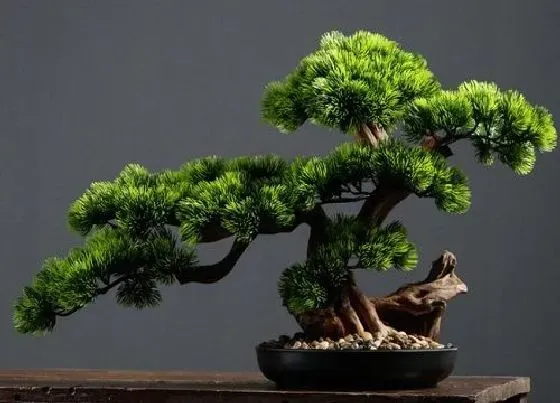 植物寓意|迎客松代表什么象征意义