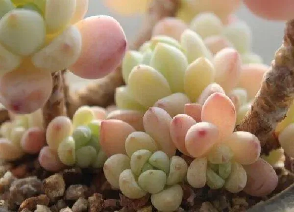 植物扦插|劳尔叶插多久发芽