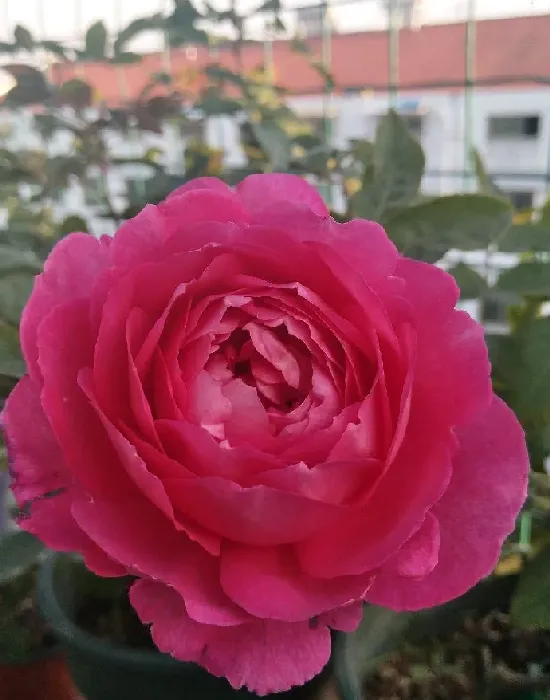 植物百科|花宫娜月季优缺点（灌木花宫娜耐热香味表现好，花期短）