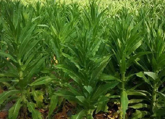 种植方法|花叶苔菜种植时间和方法