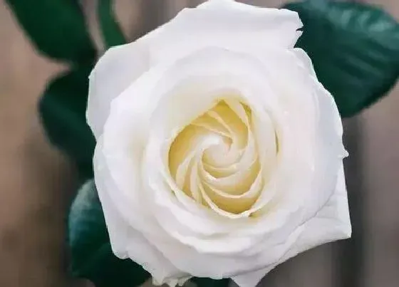 开花时间|白玫瑰什么时候开花 开放的时间是几月