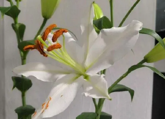 植物香味|香水百合有香味吗