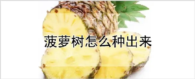 菠萝树怎么种出来 | 农业科普
