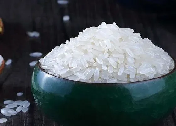 食用科普|东北五常大米哪个牌子正宗（东北黑龙江最好的大米品牌）