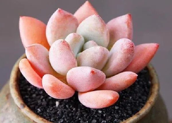 植物扦插|多肉叶子直接插土里能活吗 多肉植物叶子能插活吗