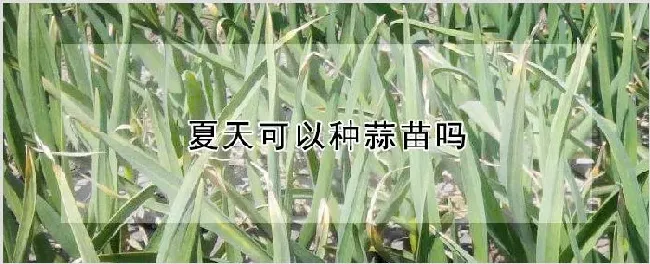 夏天可以种蒜苗吗 | 种植资料