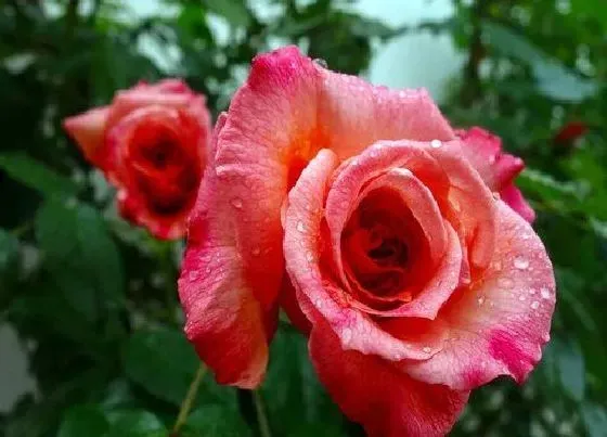 花期|滕本月季花期多久时间
