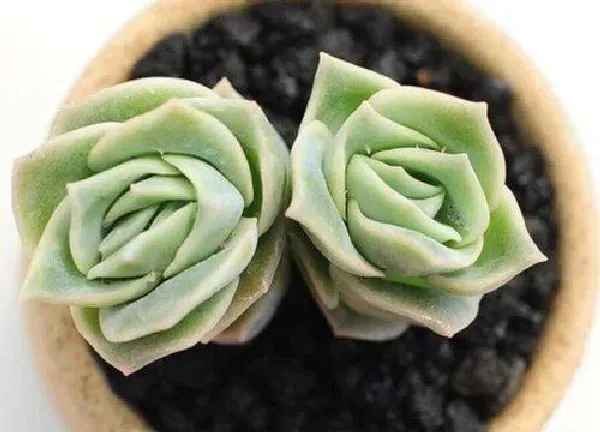 植物扦插|多肉叶子直接插土里能活吗 多肉植物叶子能插活吗