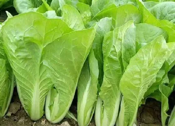 植物百科|快菜是小白菜吗