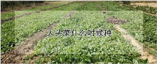 大头菜什么时候种 | 种植技术