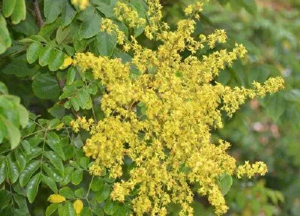 植物发芽|栾树什么时候发芽长叶