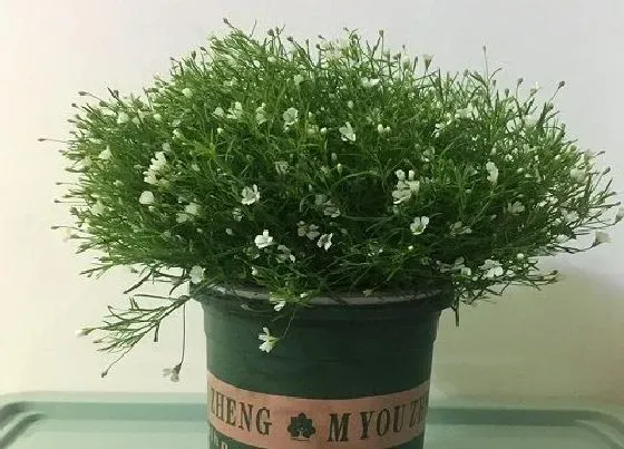 冬天植物|满天星耐寒吗