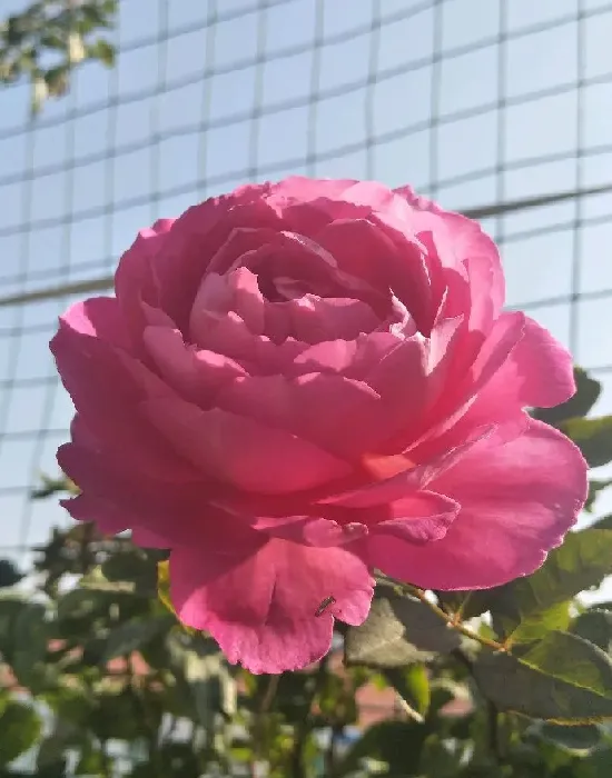 植物百科|花宫娜月季优缺点（灌木花宫娜耐热香味表现好，花期短）