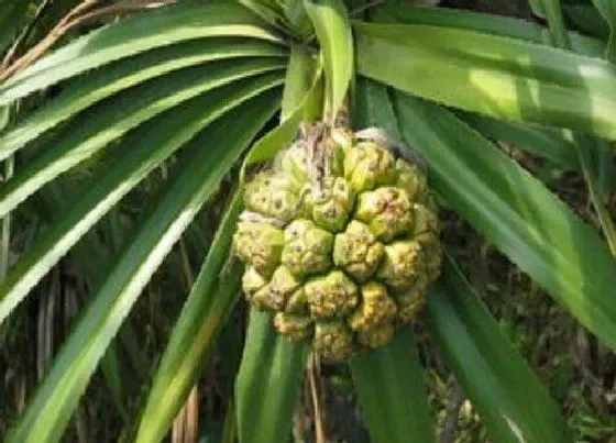 植物百科|和释迦很像的水果叫什么