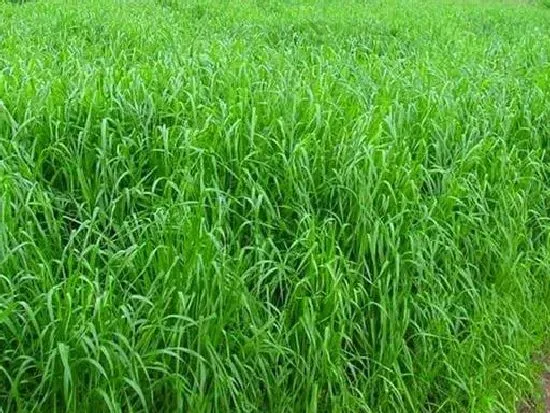 种植管理|黑麦草什么时候种最好，黑麦草种植季节时间和方法）