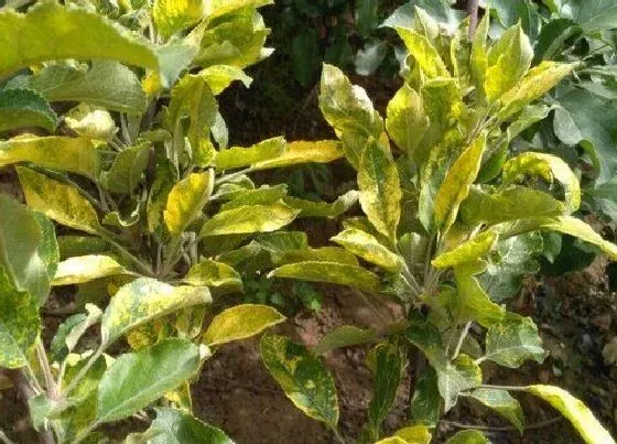 植物病害|苹果树黄叶病的原因及治疗处理方法