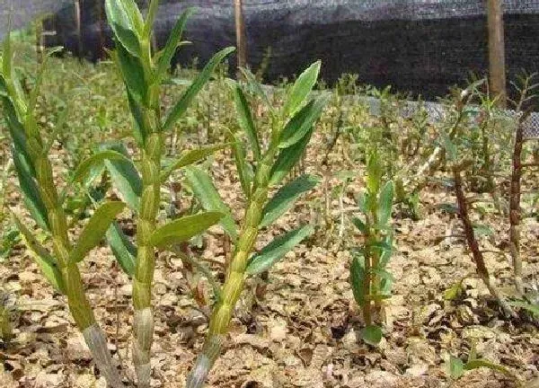 植物扦插|石斛插枝能活吗