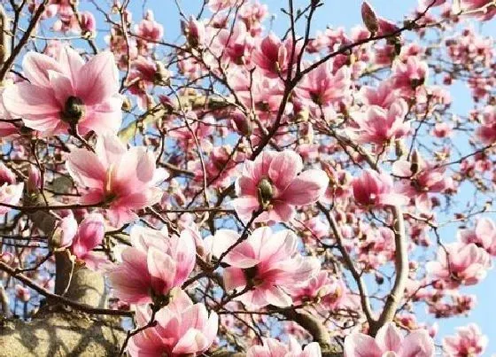 花语|什么花的花语是自爱自尊