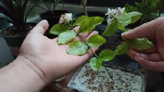 植物扦插|茉莉花可以扦插成活吗（新手可以扦插茉莉花成功的方法）