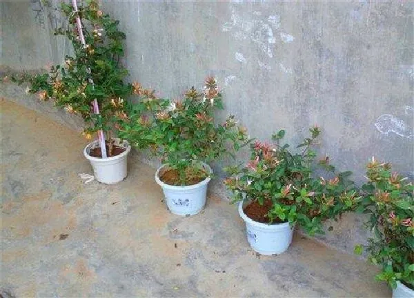 盆景|金银花老桩好活吗（金银花盆栽老桩无细根容易栽活吗）