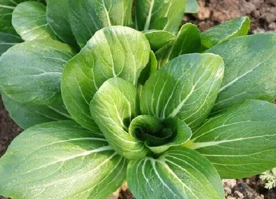 植物种类|青菜是裸子植物吗