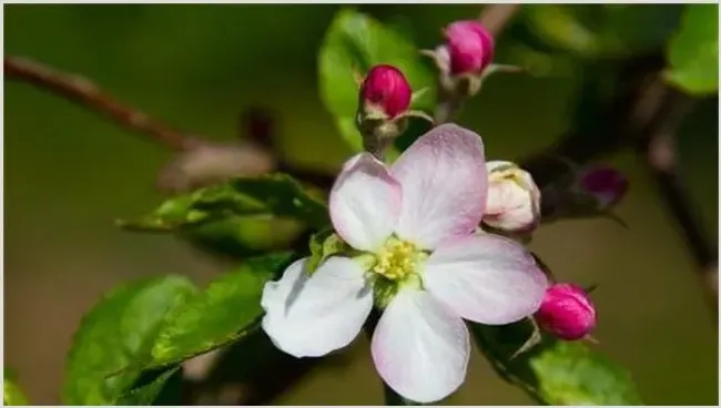 苹果树花期管理注意什么 | 养殖技术