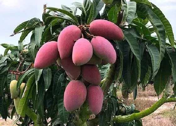 种植位置|芒果树可以种在院子里吗