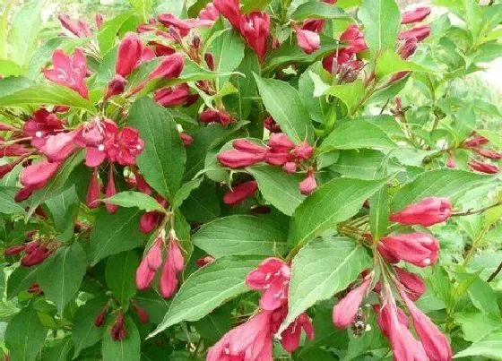 冬天植物|锦带花耐寒多少度 锦带花冬季可以在室外过冬吗