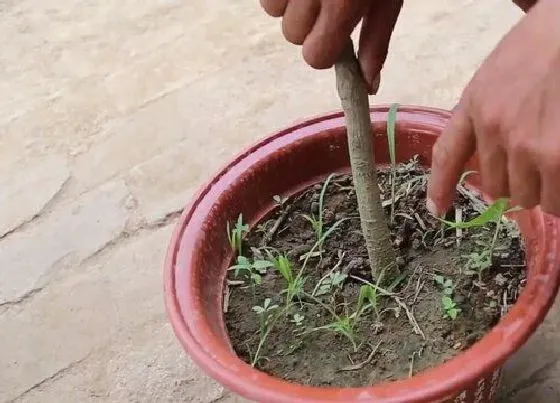 植物修剪|白兰花剪枝能插活吗