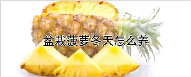 盆栽菠萝冬天怎么养 | 农业科普