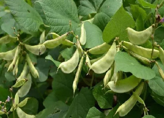 种植管理|绿眉豆的种植方法和时间 什么季节种植最合适