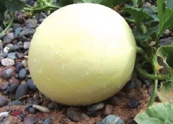植物产地|白兰瓜是哪里的特产