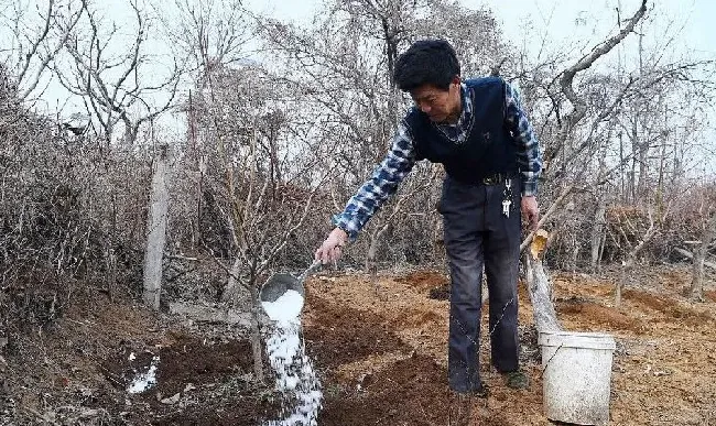 植物施肥|果树全年的施肥时间大全，果树一年四季的施肥方法）