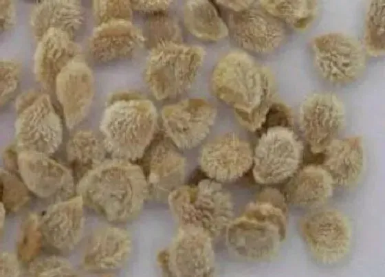 种植育种|圣女果种子什么时候种植最好