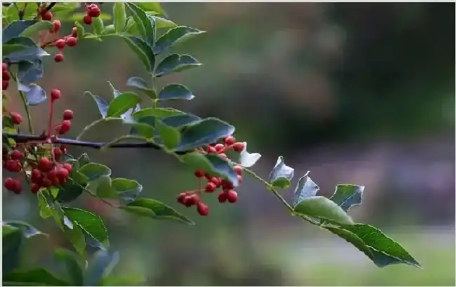 花椒树的种植技术 种植花椒有哪些要点？ | 自然知识