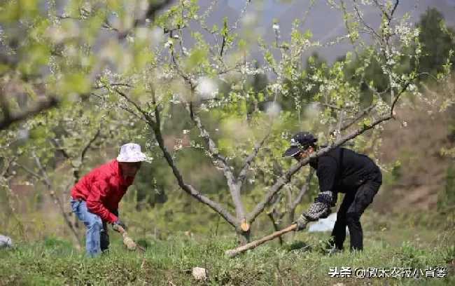 植物施肥|果树全年的施肥时间大全，果树一年四季的施肥方法）