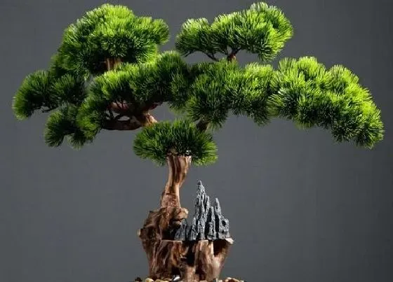 植物寓意|迎客松代表什么象征意义