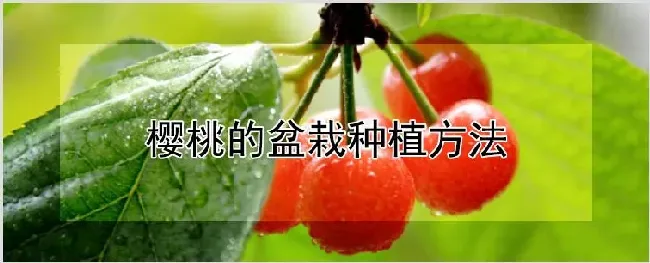 樱桃的盆栽种植方法 | 耕种资料