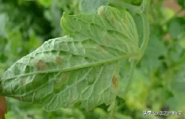 植物病害|番茄灰霉病的发病规律与症状特点（番茄灰霉病的防治方法）