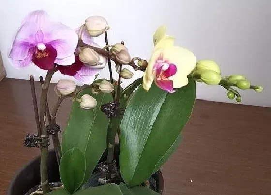花语|蝴蝶兰的花语和寓意 不同颜色蝴蝶兰代表的含义