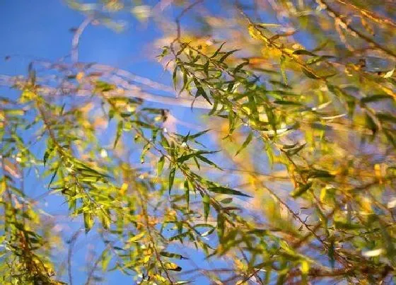 植物排行|陆生植物有哪些
