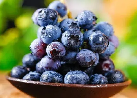 植物产地|蓝莓哪里产的最好