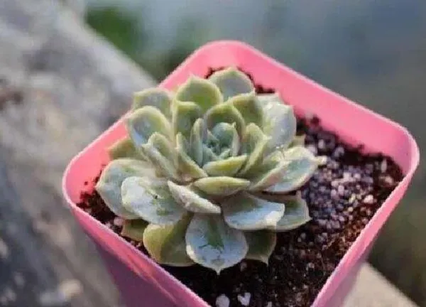 植物扦插|多肉叶子直接插土里能活吗 多肉植物叶子能插活吗