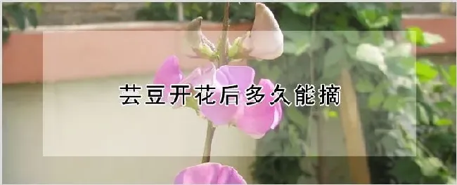 芸豆开花后多久能摘 | 种植资料